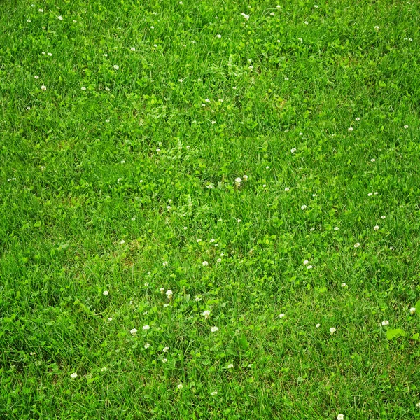 Gräsmatta med gröna klöver — Stockfoto