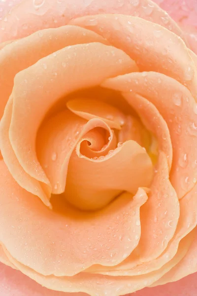 Роуз крупным планом — стоковое фото