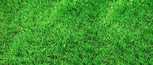 草の質感 — ストック写真