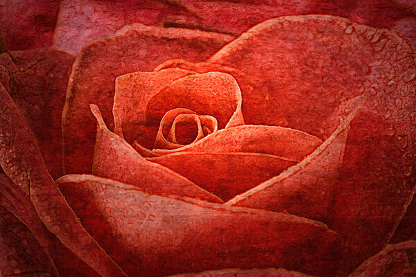 Roses vintage, on the old paper background