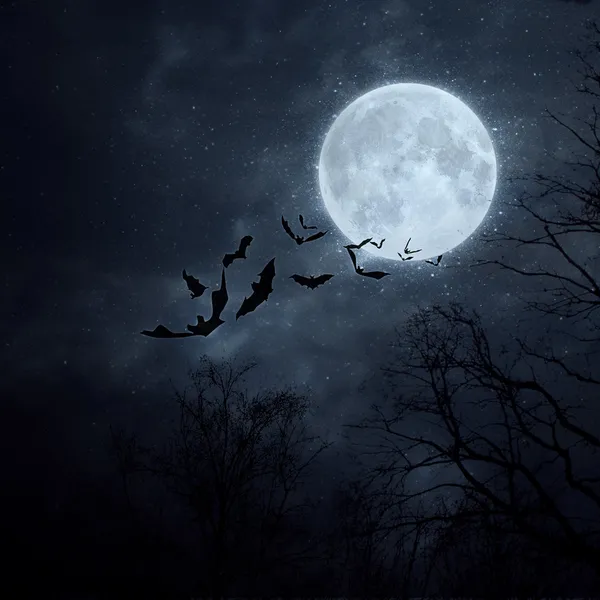 Murciélagos volando en la noche Fotos de stock libres de derechos
