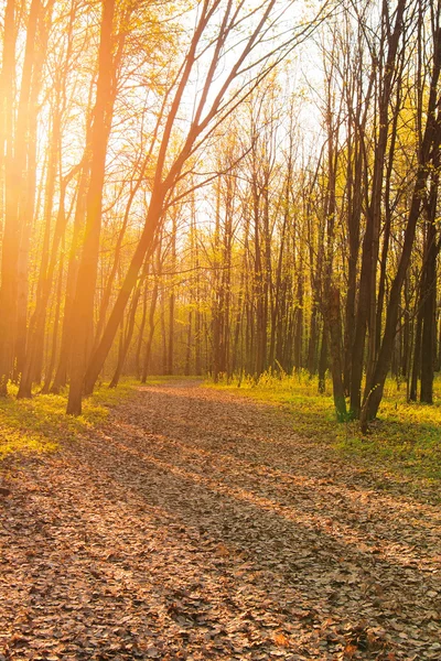 Paesaggio forestale in orario serale — Foto Stock