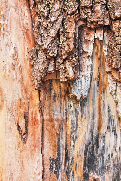 Bakgrund av en trädstam — Stockfoto