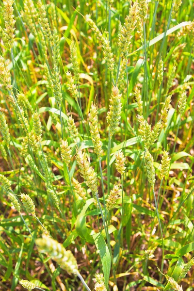 フィールド上の緑の小麦の穂 — ストック写真