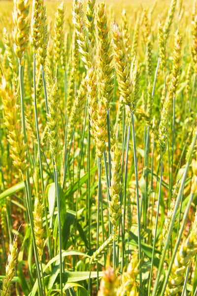 Espigas de trigo en el campo — Foto de Stock