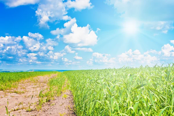 Pšeničné pole a zamračená obloha s sun — Stock fotografie