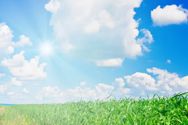 Пшеничное поле и облачное небо с солнцем — стоковое фото