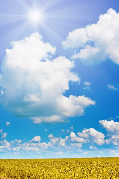 麦田和多云的天空与太阳 — 图库照片