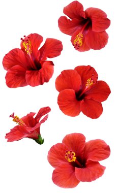 Flowers isolated on white. Colorful illustration. clipart