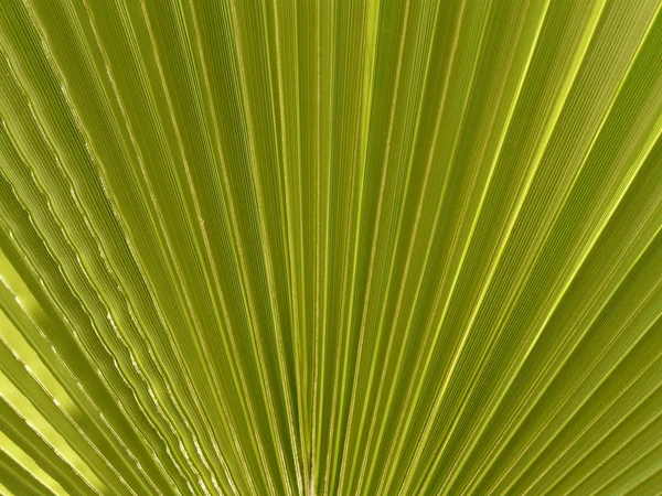 Green palm Leaf — Stock Photo, Image