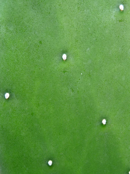 Prickly pear cactus nopal detail — Stok Foto