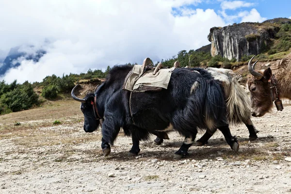 Himalayalar, nepal, Tibet sığırı çiftliği — Stok fotoğraf