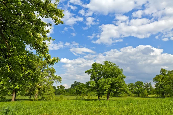 春の風景、緑の森と青い空 — ストック写真