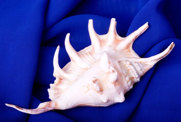 Mavi arka plan üzerinde güzel egzotik deniz hayvanı kabuğu — Stok fotoğraf