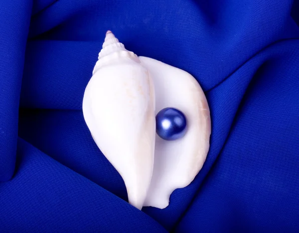Hermosa concha exótica con perla sobre fondo azul —  Fotos de Stock
