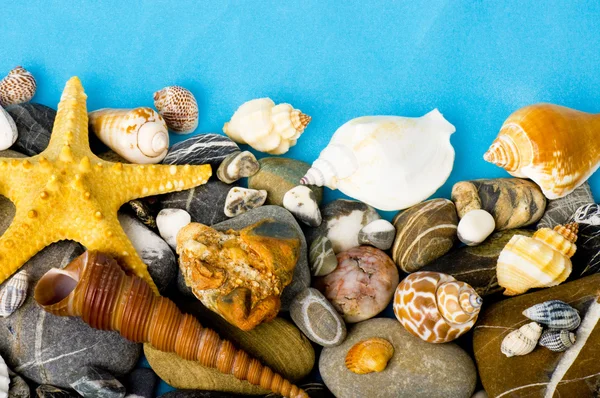 Beautiful exotic shell and stones on a white background — Stock Photo, Image