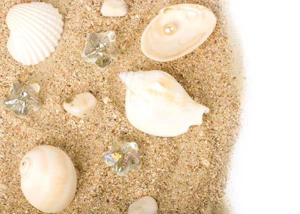 Schöne exotische Muschel und Steine auf weißem Hintergrund — Stockfoto