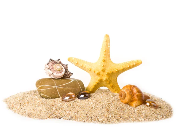 Beyaz zemin üzerine taş ve güzel egzotik deniz hayvanı kabuğu — Stok fotoğraf