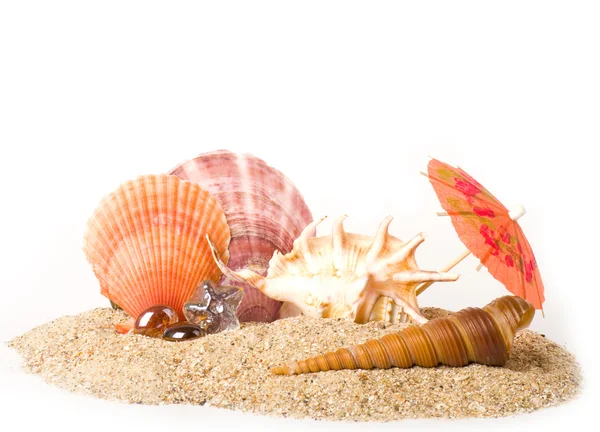Prachtige exotische shell en stenen op een witte achtergrond — Stockfoto