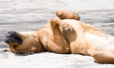 siyah çoban köpeği açık havada uzun süre pembe dilini gösteren çim üzerinde yalan