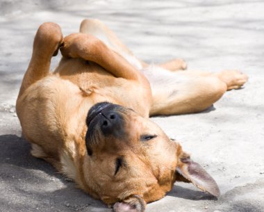 siyah çoban köpeği açık havada uzun süre pembe dilini gösteren çim üzerinde yalan