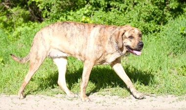 siyah çoban köpeği açık havada uzun süre pembe dilini gösteren çim üzerinde yalan