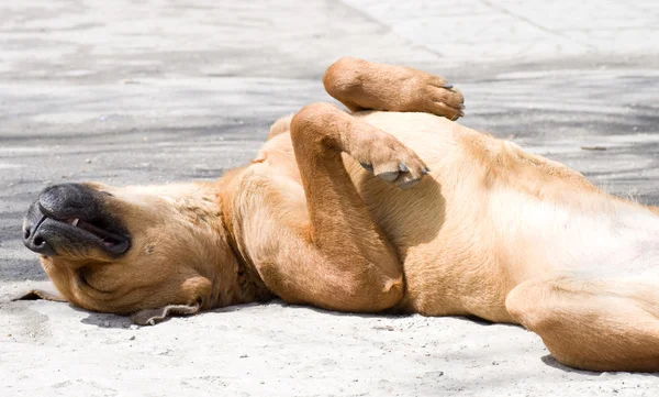 Černá pastevecký pes ležící na trávě venku ukazuje její dlouhý růžový jazyk — Stock fotografie