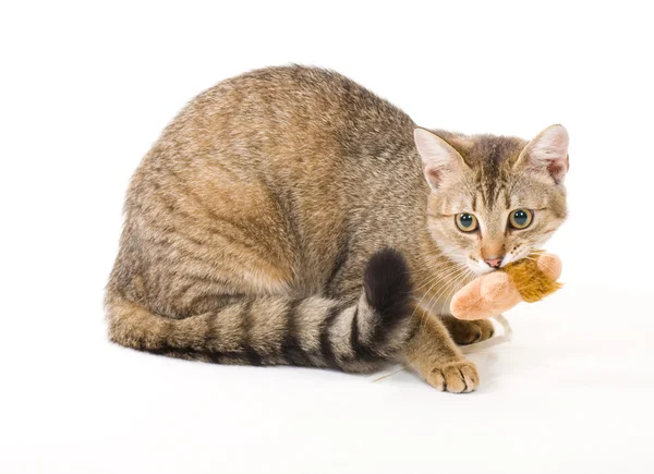 Bela jovem gato com brinquedo no fundo branco — Fotografia de Stock