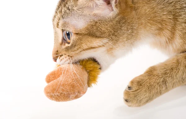Bela jovem gato com brinquedo no fundo branco — Fotografia de Stock