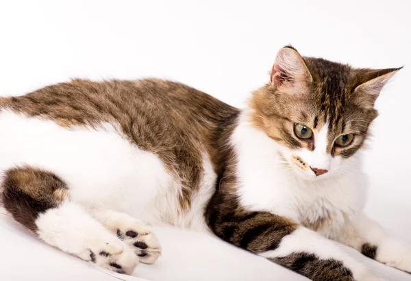 Stock image Beautiful young cat on white background