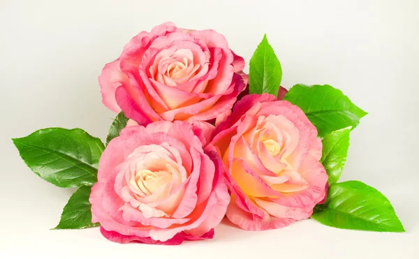 Rosas rosadas aisladas sobre un fondo blanco — Foto de Stock