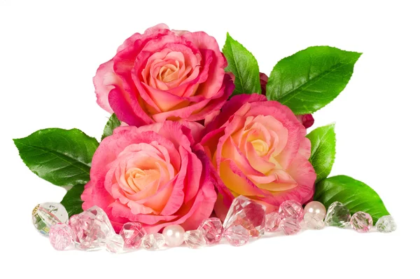 Różowe róże izolowane na białym tle — Zdjęcie stockowe