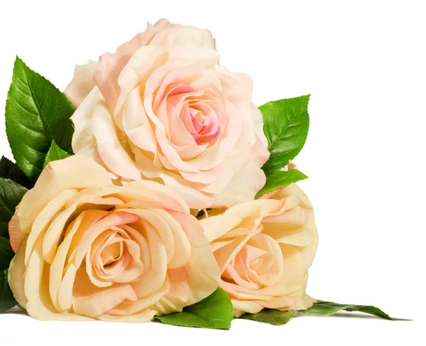 Rosas isoladas sobre um fundo branco — Fotografia de Stock