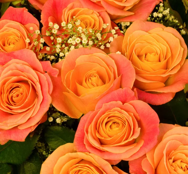 Piękne tło Rose — Zdjęcie stockowe