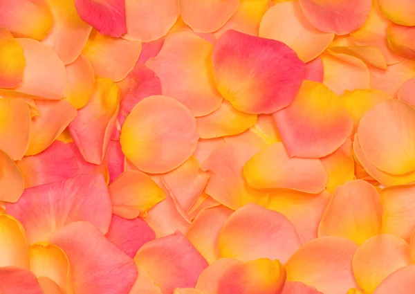 Mooie achtergrond van rozenblaadjes — Stockfoto
