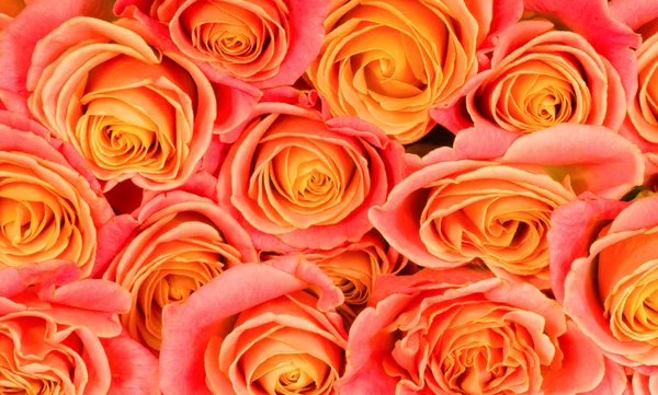 गुलाब सुंदर पार्श्वभूमी — स्टॉक फोटो, इमेज