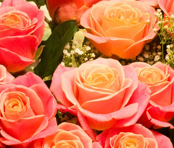 Krásné pozadí růže — Stock fotografie