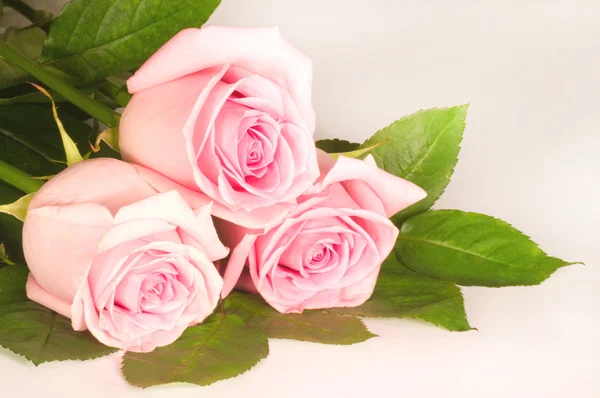 Mooie roze roos geïsoleerd op witte achtergrond — Stockfoto