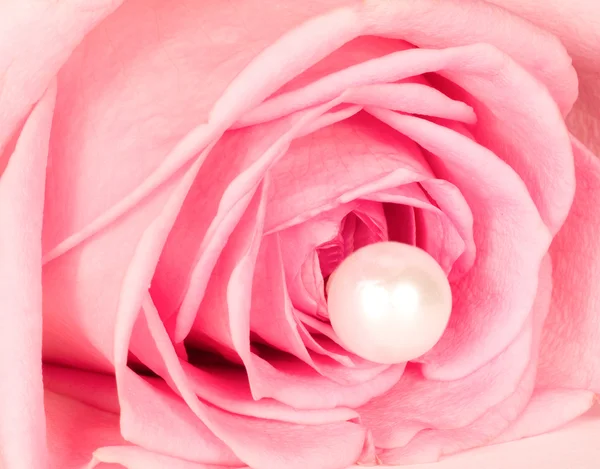 Belle rose isolée sur fond blanc — Photo
