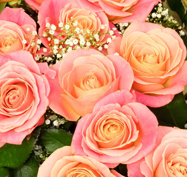 Vacker rosa ros på vit bakgrund — Stockfoto