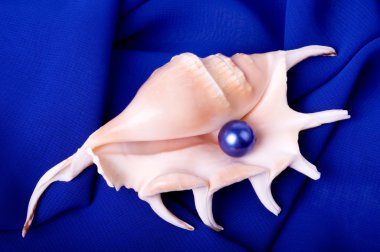 mavi arka plan üzerinde güzel egzotik deniz hayvanı kabuğu