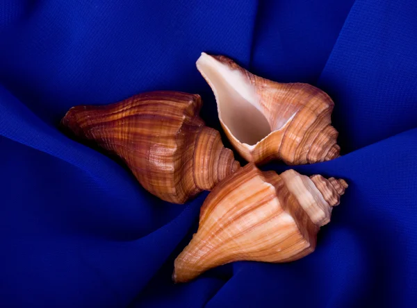 Hermosa concha exótica sobre fondo azul — Foto de Stock