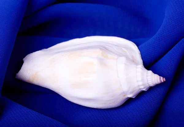 Mavi arka plan üzerinde güzel egzotik deniz hayvanı kabuğu — Stok fotoğraf