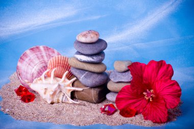 güzel egzotik deniz hayvanı kabuğu, taşlar, inciler ve kırmızı çiçek