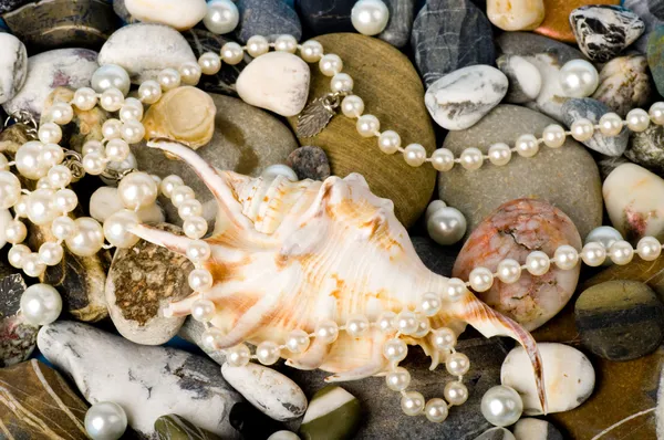 Piękne egzotyczne powłoki i kamienie, perły — Zdjęcie stockowe