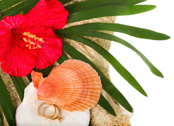 Exotic shell and red flower with two worn golden rings — Stock Photo, Image
