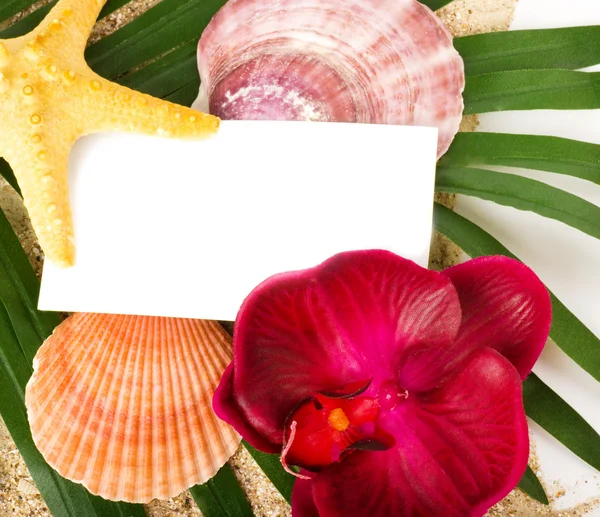 Concha exótica bonita, estrela do mar e orquídea — Fotografia de Stock