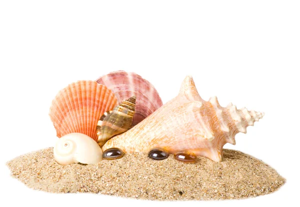 Красивая экзотическая скорлупа и кристаллы на песке — стоковое фото