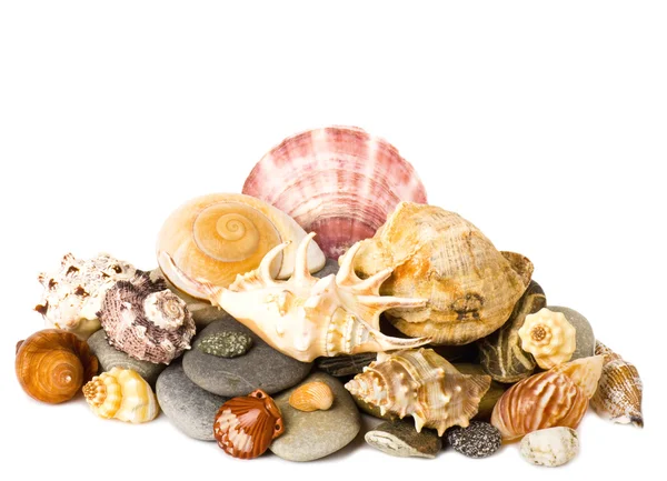 Prachtige exotische shell en stenen — Stockfoto