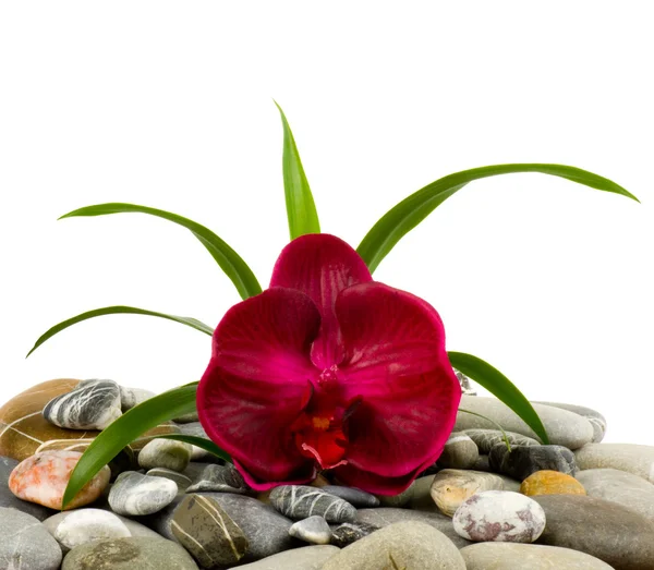 Stenar och röd orkidé — Stockfoto
